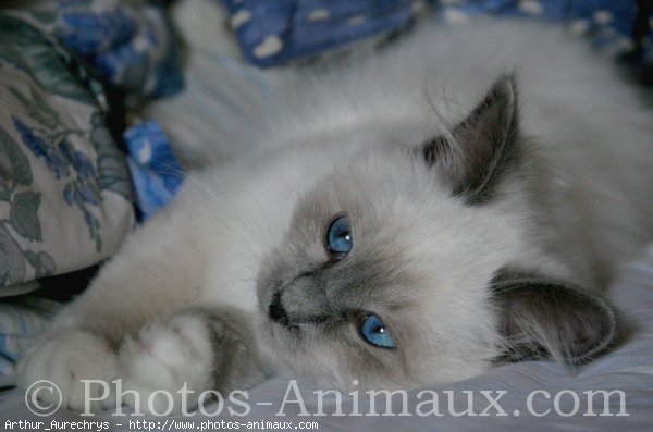 Photo de Sacr de birmanie