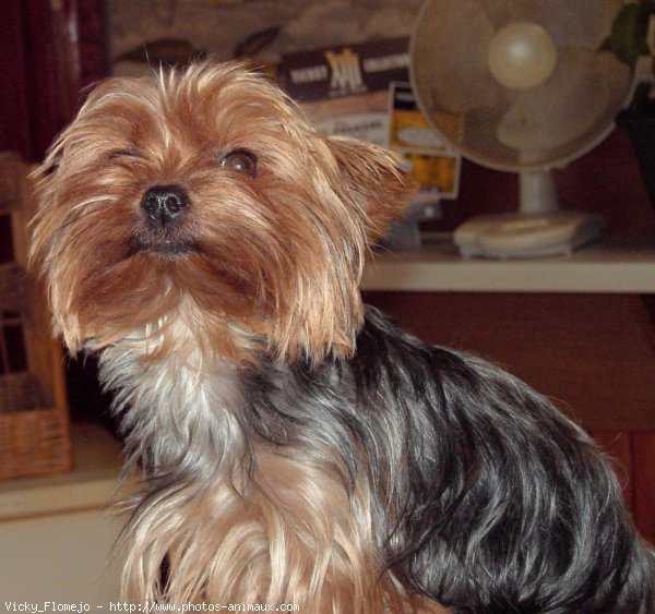 Photo de Yorkshire terrier