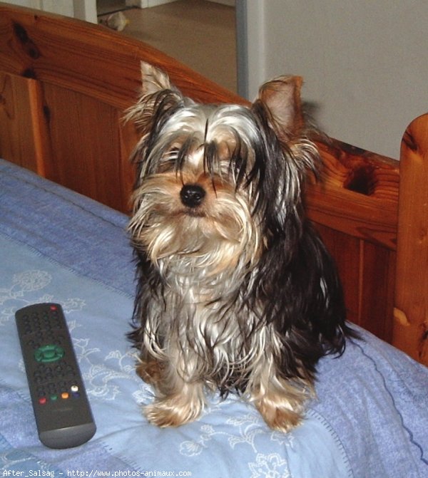 Photo de Yorkshire terrier