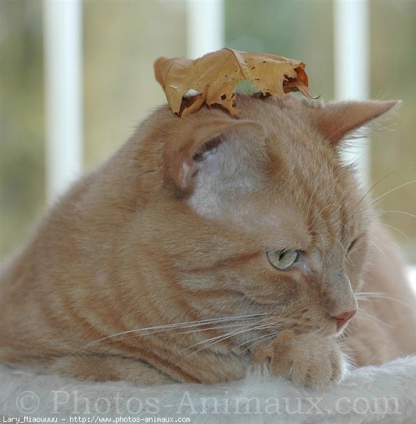 Photo de Chat domestique