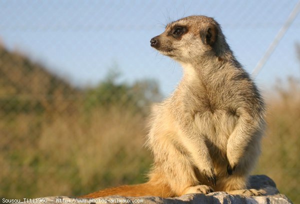 Photo de Suricate