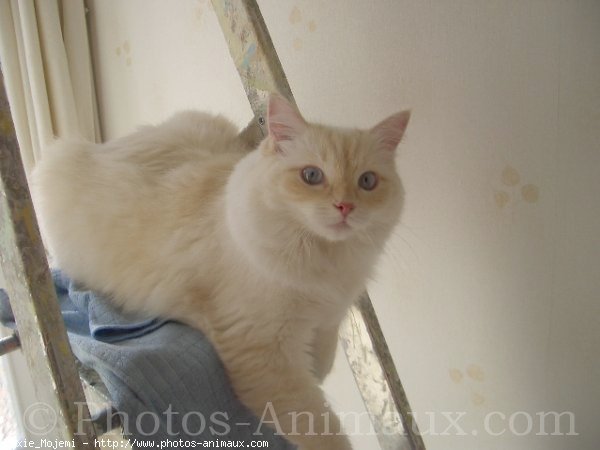 Photo de Ragdoll