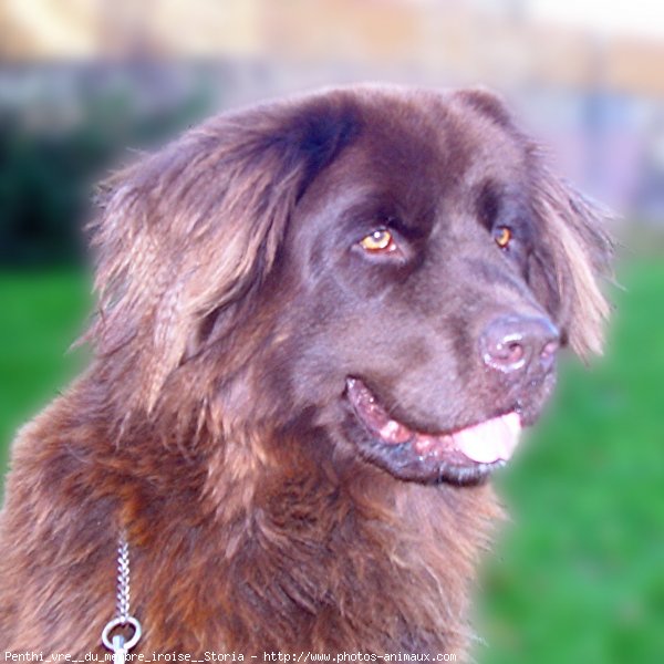 Photo de Chien de terre-neuve