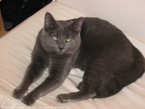 Photo de Chartreux