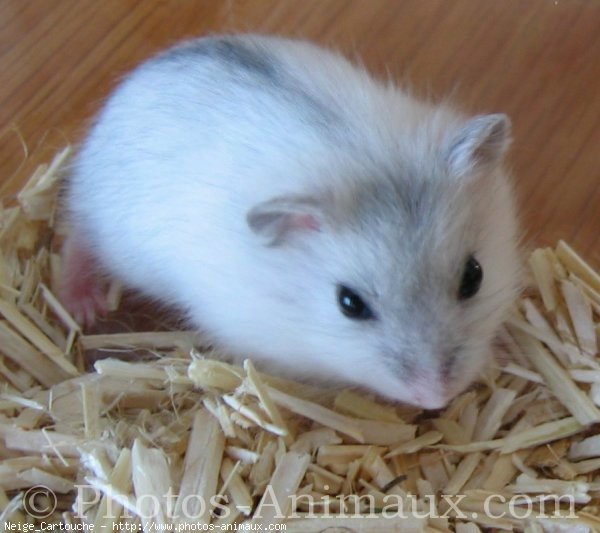 Photo de Hamster