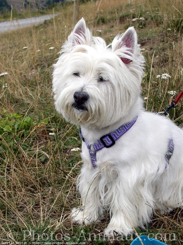 Photo de West highland white terrier