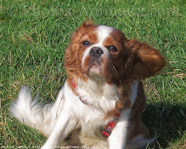 Photo de Cavalier king charles spaniel