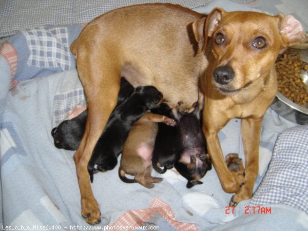 Photo de Pinscher nain