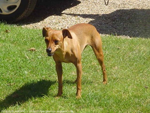 Photo de Pinscher nain