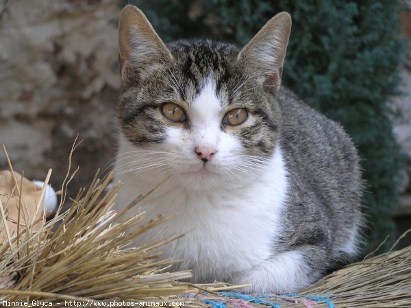 Photo de Chat domestique