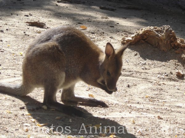 Photo de Wallaby