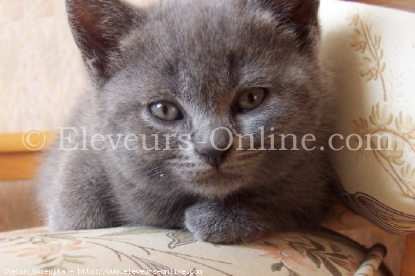 Photo de Chartreux