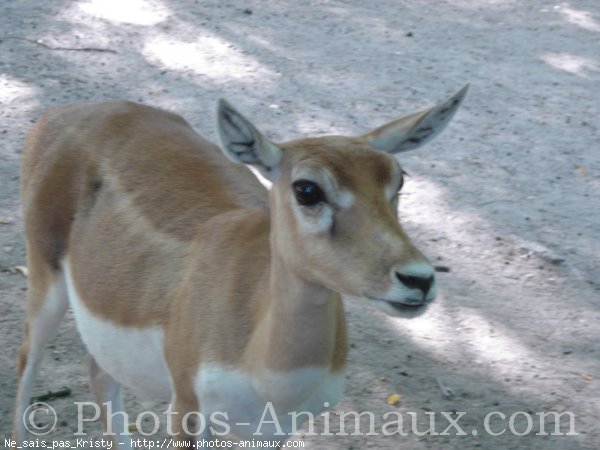 Photo de Biche