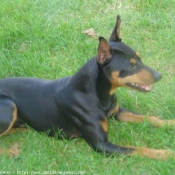 Photo de Pinscher nain