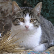 Photo de Chat domestique