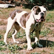 Photo de Bulldog americain