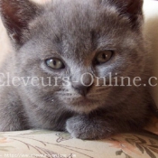 Photo de Chartreux