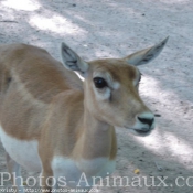 Photo de Biche