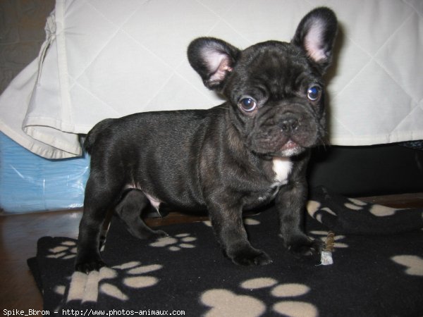 Photo de Bouledogue franais