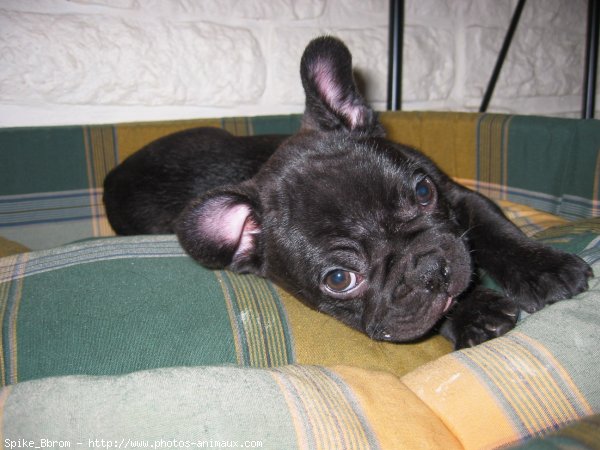 Photo de Bouledogue franais