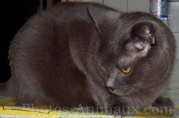 Photo de Chartreux