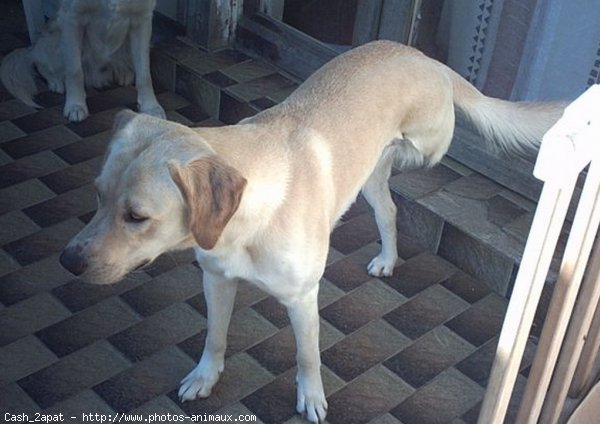 Photo de Labrador retriever