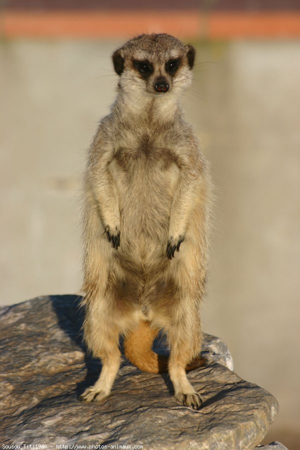 Photo de Suricate