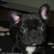 Photo de Bouledogue franais