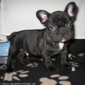 Photo de Bouledogue franais