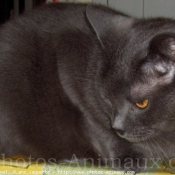 Photo de Chartreux