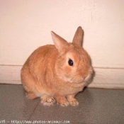 Photo de Lapin