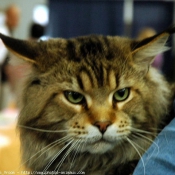 Photo de Maine coon