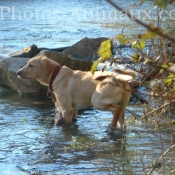 Photo de Labrador retriever