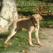 Photo de Labrador retriever