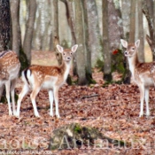 Photo de Biche