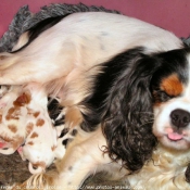 Photo de Cavalier king charles spaniel