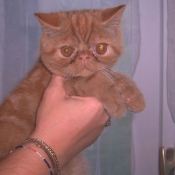 Photo d'Exotic shorthair