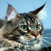 Photo de Maine coon