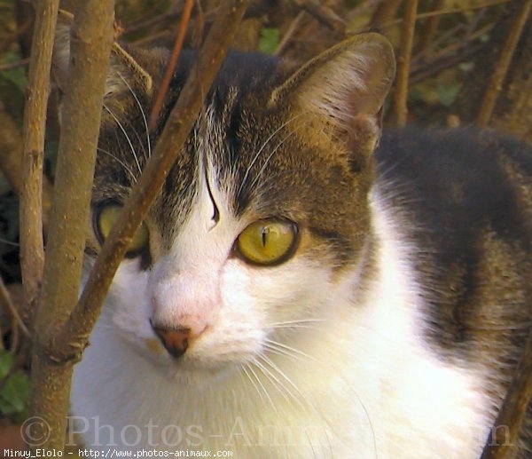 Photo de Chat domestique