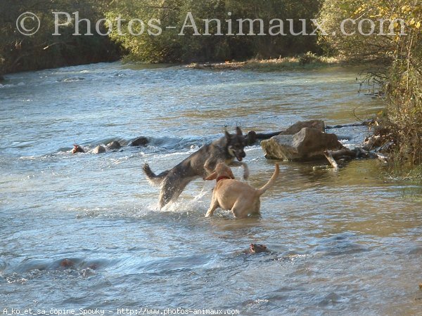 Photo de Labrador retriever