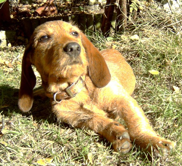 Photo de Basset fauve de bretagne