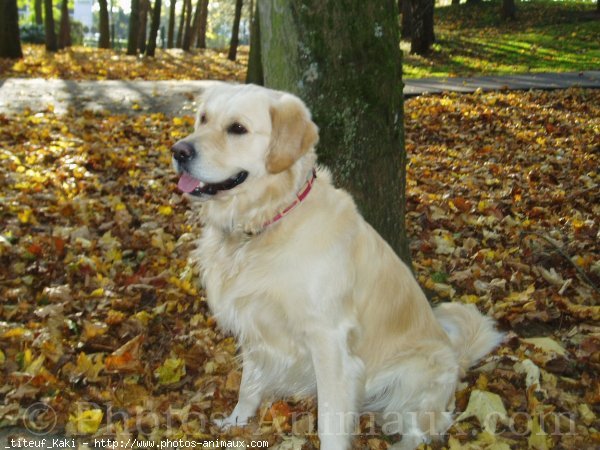 Photo de Golden retriever