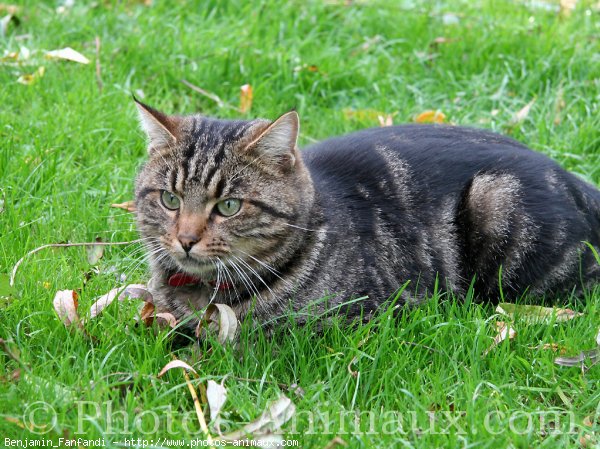 Photo de Chat domestique