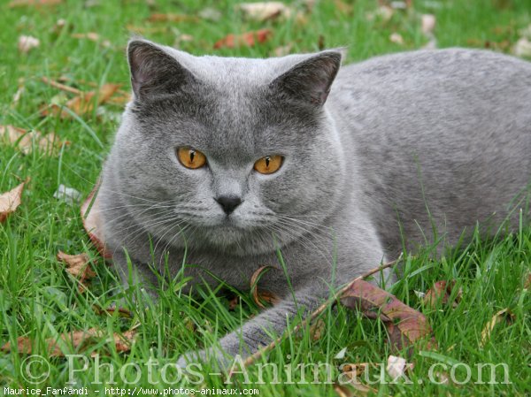 Photo de British shorthair