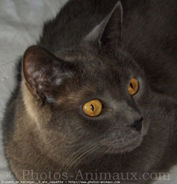 Photo de Chartreux