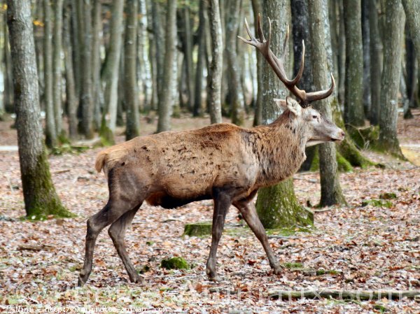 Photo de Cerf