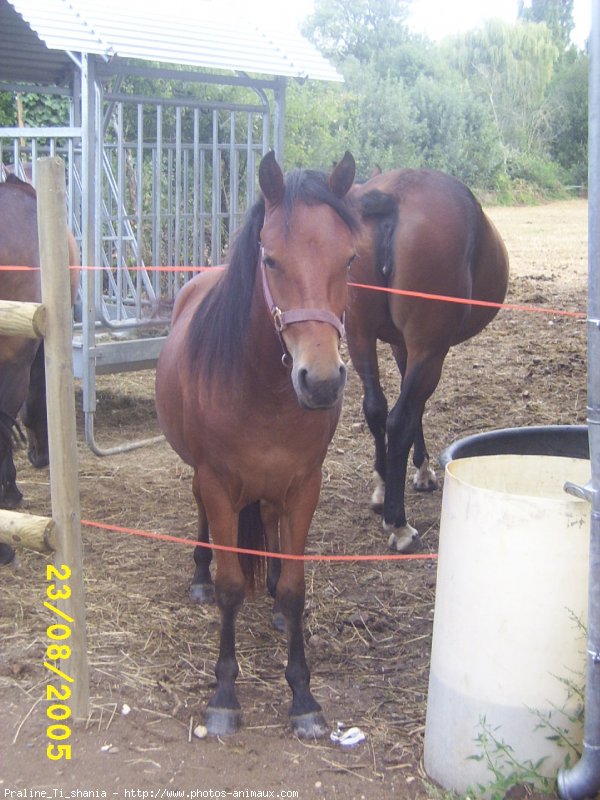 Photo de Races diffrentes