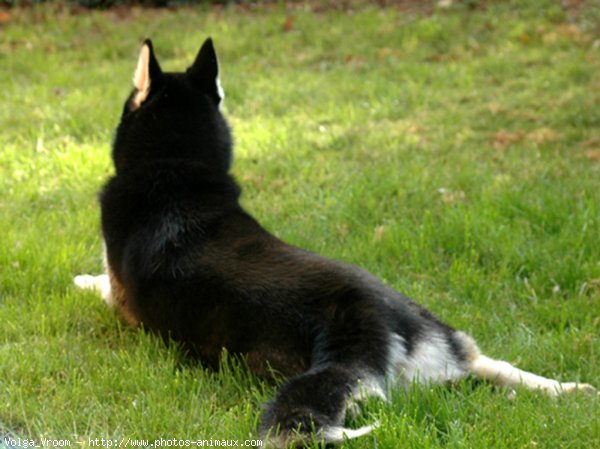 Photo de Husky siberien