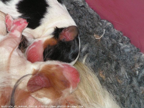 Photo de Cavalier king charles spaniel