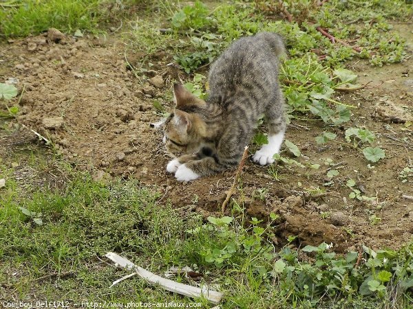 Photo de Chat domestique